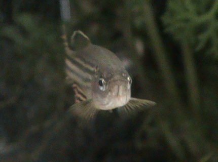 freshwater fish - danio rerio - zebra danio stocking in 11 gallons tank - One of my Zebra Danios looking straight at the camera freshwater fish - danio rerio - zebra danio stocking in 11 gallons tank - One of my Zebra Danios looking straight at the camera