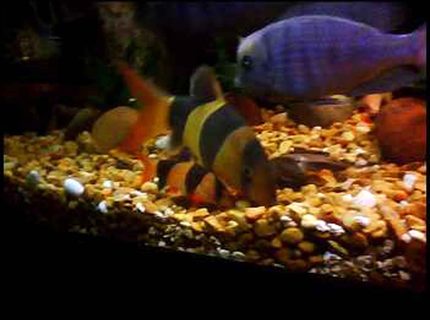 freshwater fish - botia macracantha - clown loach stocking in 90 gallons tank - My latest addition...A 6" clown loach!!!and 1 of his little buddies freshwater fish - botia macracantha - clown loach stocking in 90 gallons tank - My latest addition...A 6" clown loach!!!and 1 of his little buddies