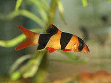 freshwater fish - botia macracantha - clown loach stocking in 20 gallons tank - this one of my favourite fish freshwater fish - botia macracantha - clown loach stocking in 20 gallons tank - this one of my favourite fish