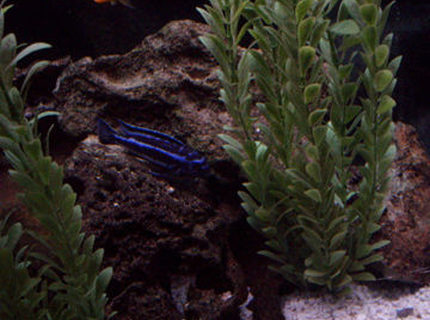 freshwater fish - melanochromis cyaneorhabdos - maingano cichlid stocking in 65 gallons tank - malawi cichlids freshwater fish - melanochromis cyaneorhabdos - maingano cichlid stocking in 65 gallons tank - malawi cichlids