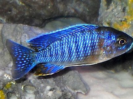 freshwater fish - aulonocara stuartgranti - red shoulder stocking in 120 gallons tank - Red shoulder cichlid freshwater fish - aulonocara stuartgranti - red shoulder stocking in 120 gallons tank - Red shoulder cichlid