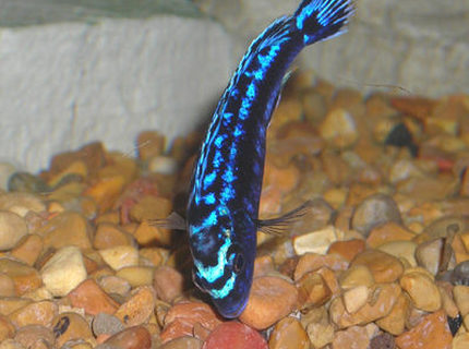 freshwater fish - melanochromis johannii - johanni cichlid stocking in 55 gallons tank - African Mbuna Cichlid. freshwater fish - melanochromis johannii - johanni cichlid stocking in 55 gallons tank - African Mbuna Cichlid.