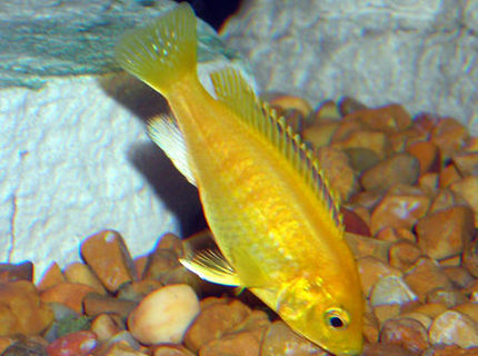 freshwater fish - labidochromis caeruleus - electric yellow cichlid stocking in 55 gallons tank - Yellow Lab mbuna Cichlid. freshwater fish - labidochromis caeruleus - electric yellow cichlid stocking in 55 gallons tank - Yellow Lab mbuna Cichlid.