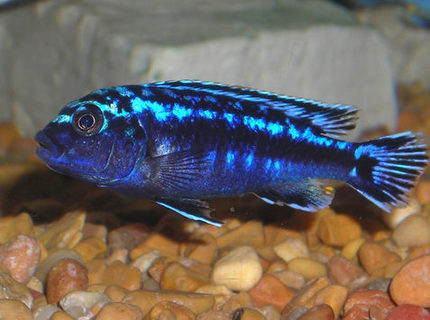 freshwater fish - melanochromis johannii - johanni cichlid stocking in 55 gallons tank - African Mbuna Cichlid. freshwater fish - melanochromis johannii - johanni cichlid stocking in 55 gallons tank - African Mbuna Cichlid.