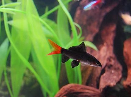 freshwater fish - epalzeorhynchos bicolor - redtail shark stocking in 50 gallons tank - Red Tail Shark freshwater fish - epalzeorhynchos bicolor - redtail shark stocking in 50 gallons tank - Red Tail Shark