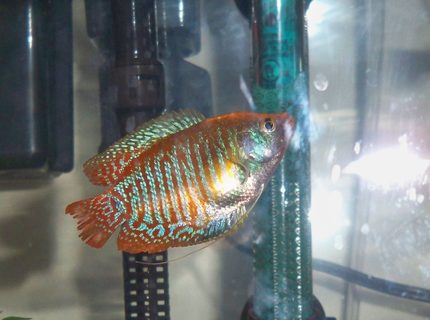 freshwater fish - colisa lalia - dwarf gourami stocking in 10 gallons tank - my dwarf gourami freshwater fish - colisa lalia - dwarf gourami stocking in 10 gallons tank - my dwarf gourami