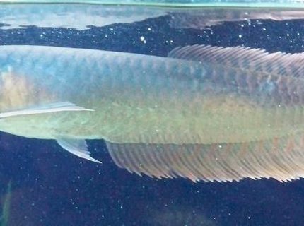 freshwater fish - osteoglossum bicirrhosum - silver arowana stocking in 60 gallons tank - 9" silver arowana 8/09 freshwater fish - osteoglossum bicirrhosum - silver arowana stocking in 60 gallons tank - 9" silver arowana 8/09