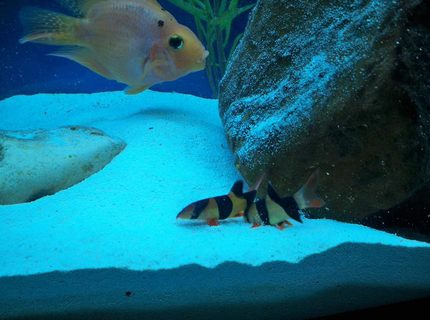 freshwater fish - botia macracantha - clown loach stocking in 60 gallons tank - playing time freshwater fish - botia macracantha - clown loach stocking in 60 gallons tank - playing time