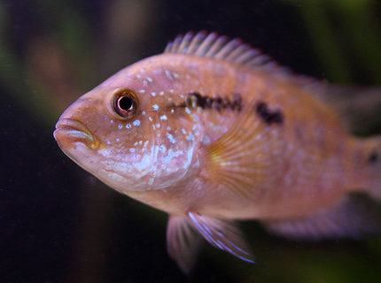 freshwater fish - nandopsis octofasciatum - jack dempsey stocking in 45 gallons tank - Jack Dempsey freshwater fish - nandopsis octofasciatum - jack dempsey stocking in 45 gallons tank - Jack Dempsey