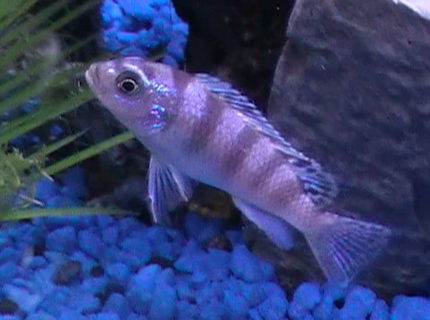 freshwater fish - metriaclima lombardoi - kenyi cichlid stocking in 29 gallons tank - My Chilclid freshwater fish - metriaclima lombardoi - kenyi cichlid stocking in 29 gallons tank - My Chilclid