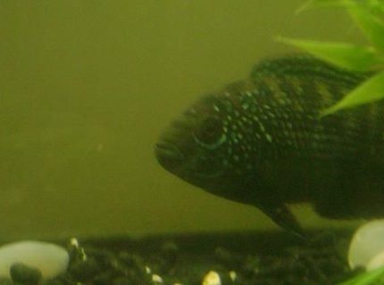 freshwater fish - nandopsis octofasciatum - jack dempsey stocking in 55 gallons tank - Jack Dempsy freshwater fish - nandopsis octofasciatum - jack dempsey stocking in 55 gallons tank - Jack Dempsy