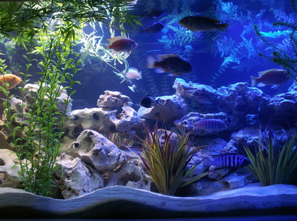 freshwater fish - heros severus x amphilophus citrinellum - blood parrot stocking in 200 gallons tank - 200 gal Cichlid Tank. Texas Holey Rock with some plastic plants. freshwater fish - heros severus x amphilophus citrinellum - blood parrot stocking in 200 gallons tank - 200 gal Cichlid Tank. Texas Holey Rock with some plastic plants.