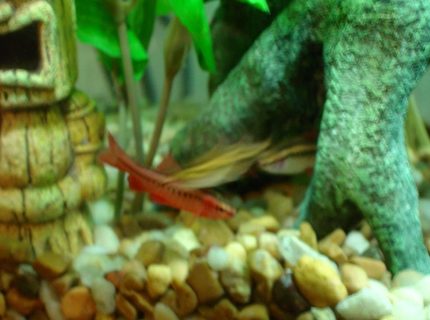 freshwater fish - puntius titteya - cherry barb stocking in 10 gallons tank - The Cherries. freshwater fish - puntius titteya - cherry barb stocking in 10 gallons tank - The Cherries.