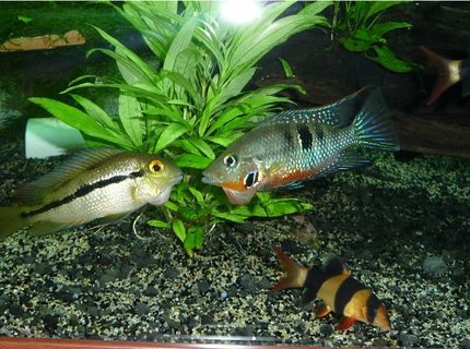 freshwater fish - thorichthys meeki - firemouth cichlid stocking in 85 gallons tank - nicaraguensis with aggresive firemouth I got rid off freshwater fish - thorichthys meeki - firemouth cichlid stocking in 85 gallons tank - nicaraguensis with aggresive firemouth I got rid off