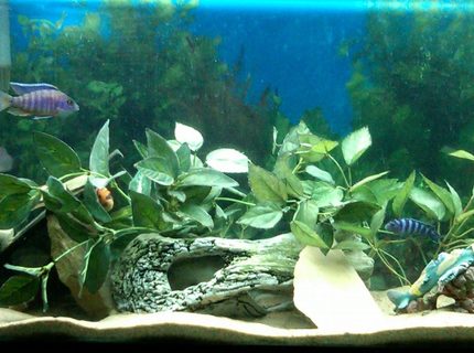 freshwater fish - archocentrus nigrofasciatus - black convict cichlid stocking in 48 gallons tank - Cichlids are Chillin freshwater fish - archocentrus nigrofasciatus - black convict cichlid stocking in 48 gallons tank - Cichlids are Chillin