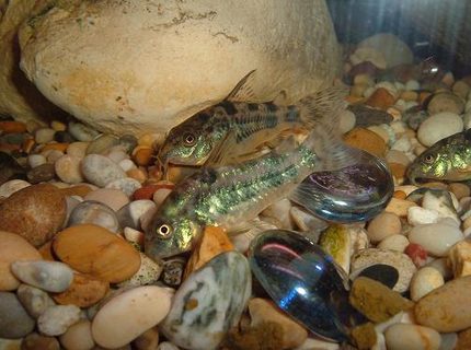 freshwater fish - corydoras paleatus - peppered cory cat stocking in 100 gallons tank - 2 peppered corys freshwater fish - corydoras paleatus - peppered cory cat stocking in 100 gallons tank - 2 peppered corys