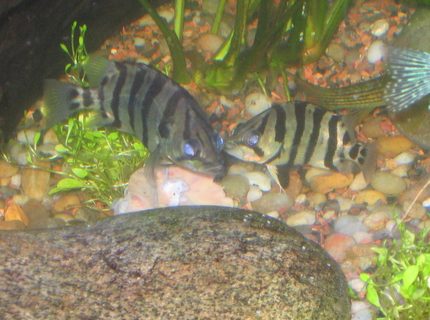 freshwater fish - datnoides undecimradiatus - datnoid stocking in 125 gallons tank - datnoid freshwater fish - datnoides undecimradiatus - datnoid stocking in 125 gallons tank - datnoid