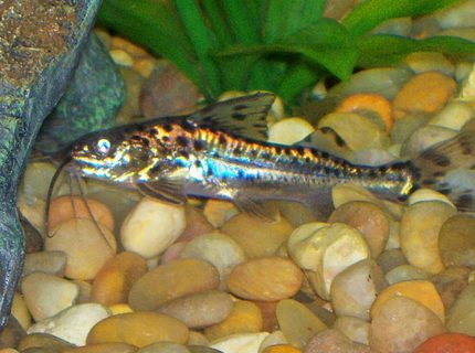 freshwater fish - pimelodus pictus - pictus cat stocking in 30 gallons tank - this is one of two of my pictus cats freshwater fish - pimelodus pictus - pictus cat stocking in 30 gallons tank - this is one of two of my pictus cats