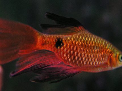 freshwater fish - puntius conchonius - rosy barb stocking in 55 gallons tank - Rosy Barb; Week 3 added three freshwater fish - puntius conchonius - rosy barb stocking in 55 gallons tank - Rosy Barb; Week 3 added three