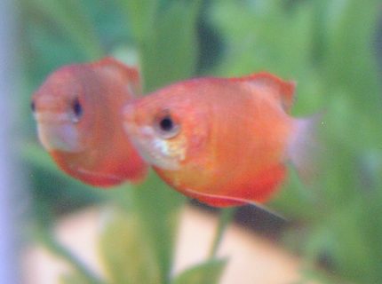 freshwater fish - colisa chuna - honey sunset gourami stocking in 55 gallons tank - Sunset Honey Gourami; Week 3 added one freshwater fish - colisa chuna - honey sunset gourami stocking in 55 gallons tank - Sunset Honey Gourami; Week 3 added one