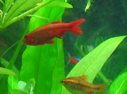 freshwater fish - puntius titteya - cherry barb stocking in 40 gallons tank - Cherry barb, male and female freshwater fish - puntius titteya - cherry barb stocking in 40 gallons tank - Cherry barb, male and female