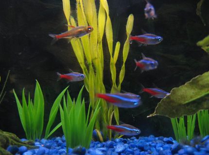 freshwater fish - paracheirodon innesi - neon tetra jumbo stocking in 28 gallons tank - My School of tetras, down to one Glow-Lite, one Green neon, and the rest are neons. freshwater fish - paracheirodon innesi - neon tetra jumbo stocking in 28 gallons tank - My School of tetras, down to one Glow-Lite, one Green neon, and the rest are neons.