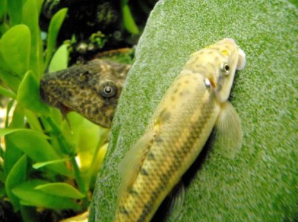 freshwater fish - gyrinocheilos aymonieri - gold algae eater stocking in 20 gallons tank - leopard spotted pleco with sucking loach on slate grazing on algae freshwater fish - gyrinocheilos aymonieri - gold algae eater stocking in 20 gallons tank - leopard spotted pleco with sucking loach on slate grazing on algae