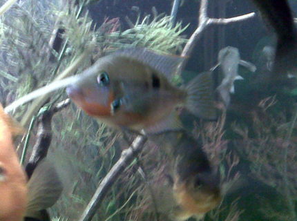 freshwater fish - thorichthys meeki - firemouth cichlid stocking in 75 gallons tank - Fire Mouth Cichlid freshwater fish - thorichthys meeki - firemouth cichlid stocking in 75 gallons tank - Fire Mouth Cichlid