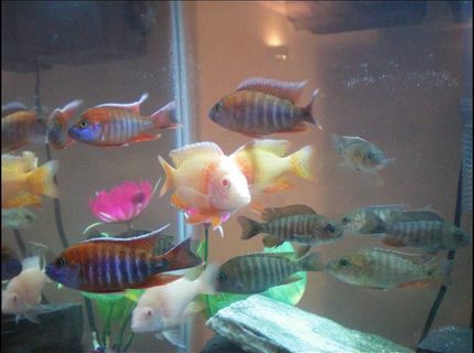 freshwater fish - aulonocara hansbaenschi - red peacock cichlid stocking in 29 gallons tank - Cichlids, Adjusting to their new tank. freshwater fish - aulonocara hansbaenschi - red peacock cichlid stocking in 29 gallons tank - Cichlids, Adjusting to their new tank.