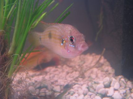 freshwater fish - anomalochromis thomasi - african butterfly cichlid stocking in 25 gallons tank - My African Butterfly Cichlid (Male) freshwater fish - anomalochromis thomasi - african butterfly cichlid stocking in 25 gallons tank - My African Butterfly Cichlid (Male)