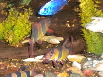 freshwater fish - botia macracantha - clown loach stocking in 180 gallons tank - Clown loaches,electric blue, and a Kendali freshwater fish - botia macracantha - clown loach stocking in 180 gallons tank - Clown loaches,electric blue, and a Kendali