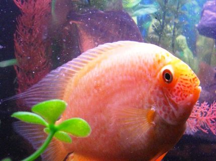 freshwater fish - heros serverus - gold severum stocking in 55 gallons tank - This is my Golden Severum. She is about 4-5". Kinda a cool picture because she really looks round. You can see where the nickname, "Poor Man's Discus" comes from. freshwater fish - heros serverus - gold severum stocking in 55 gallons tank - This is my Golden Severum. She is about 4-5". Kinda a cool picture because she really looks round. You can see where the nickname, "Poor Man's Discus" comes from.