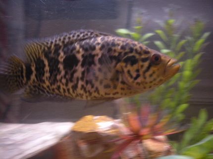 freshwater fish - parachromis managuensis - jaguar cichlid stocking in 55 gallons tank - Jaguar in rule of the roost. freshwater fish - parachromis managuensis - jaguar cichlid stocking in 55 gallons tank - Jaguar in rule of the roost.