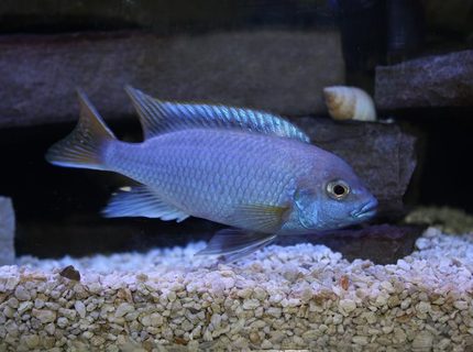 freshwater fish - pseudotropheus acei - acei cichlid stocking in 55 gallons tank - My big male yellow tail acei. He's about 4 inches now, I got him at a little over 2 inches. freshwater fish - pseudotropheus acei - acei cichlid stocking in 55 gallons tank - My big male yellow tail acei. He's about 4 inches now, I got him at a little over 2 inches.