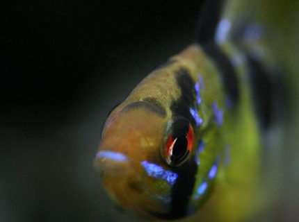 freshwater fish - papiliochromis ramirezi - german blue ram stocking in 40 gallons tank - German Ram freshwater fish - papiliochromis ramirezi - german blue ram stocking in 40 gallons tank - German Ram