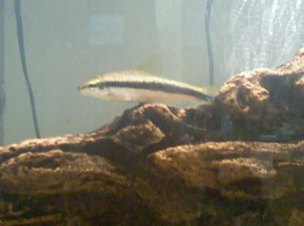 freshwater fish - crossocheilus siamensis - siamese algae eater stocking in 36 gallons tank - My Favorite Fish- My Flying Fox (I literally Cried when he died. He died when he was 4 years old) This picture was taken when all my fish got moved into a Temp tank so i could get the 36g up and running. freshwater fish - crossocheilus siamensis - siamese algae eater stocking in 36 gallons tank - My Favorite Fish- My Flying Fox (I literally Cried when he died. He died when he was 4 years old) This picture was taken when all my fish got moved into a Temp tank so i could get the 36g up and running.