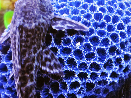 freshwater fish - hypostomus punctatus - common pleco stocking in 75 gallons tank freshwater fish - hypostomus punctatus - common pleco stocking in 75 gallons tank
