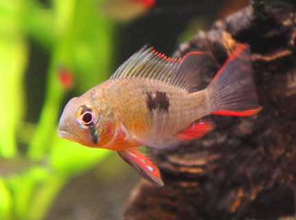 freshwater fish - microgeophagus altispinosa - bolivian ram stocking in 20 gallons tank - Bolivian Ram - Princess (I hope it's a girl) freshwater fish - microgeophagus altispinosa - bolivian ram stocking in 20 gallons tank - Bolivian Ram - Princess (I hope it's a girl)