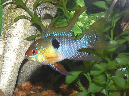 freshwater fish - papiliochromis ramirezi - german blue ram stocking in 30 gallons tank - German Blue Ram freshwater fish - papiliochromis ramirezi - german blue ram stocking in 30 gallons tank - German Blue Ram
