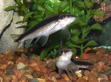 freshwater fish - crossocheilus siamensis - siamese algae eater stocking in 30 gallons tank - Siamese Algae Eater freshwater fish - crossocheilus siamensis - siamese algae eater stocking in 30 gallons tank - Siamese Algae Eater