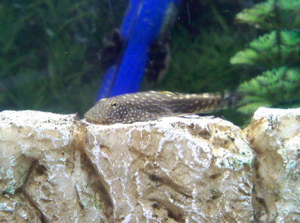 freshwater fish - beaufortia kweichowensis - butterfly hillstream loach stocking in 14 gallons tank - Hillstream Loach / Borneo Sucker doing his job. freshwater fish - beaufortia kweichowensis - butterfly hillstream loach stocking in 14 gallons tank - Hillstream Loach / Borneo Sucker doing his job.