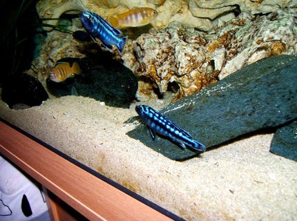 freshwater fish - melanochromis johannii - johanni cichlid stocking in 90 gallons tank - Mbuna freshwater fish - melanochromis johannii - johanni cichlid stocking in 90 gallons tank - Mbuna