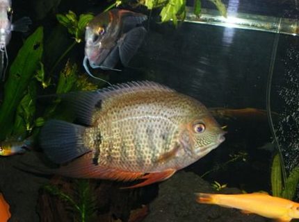 freshwater fish - heros serverus - green severum stocking in 125 gallons tank - green heros severum freshwater fish - heros serverus - green severum stocking in 125 gallons tank - green heros severum