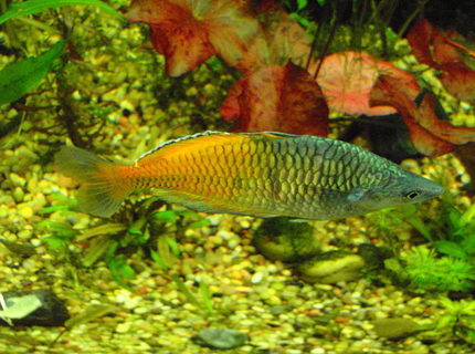 freshwater fish - melanotaenia boesemani - boesemani rainbow stocking in 75 gallons tank - Boesmani rainbows freshwater fish - melanotaenia boesemani - boesemani rainbow stocking in 75 gallons tank - Boesmani rainbows