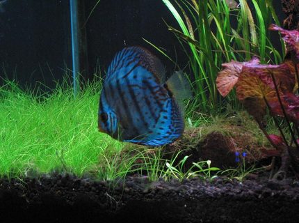 Rated #7: Freshwater Fish - Symphysodon Sp. - Cobalt Blue Discus Stocking In 75 Gallons Tank - My blue cobalt discus Patches Rated #7: Freshwater Fish - Symphysodon Sp. - Cobalt Blue Discus Stocking In 75 Gallons Tank - My blue cobalt discus Patches