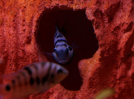 freshwater fish - archocentrus nigrofasciatus - black convict cichlid stocking in 20 gallons tank - Female Convict guarding her eggs. freshwater fish - archocentrus nigrofasciatus - black convict cichlid stocking in 20 gallons tank - Female Convict guarding her eggs.