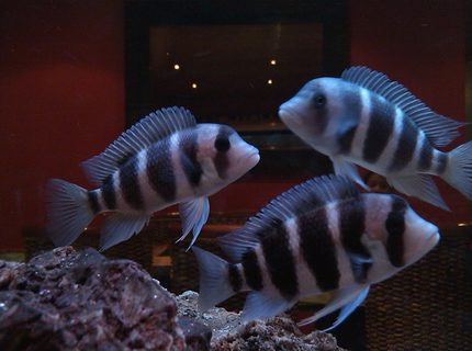 freshwater fish - cyphotilapia frontosa - frontosa cichlid stocking in 185 gallons tank - More Frantosa pics freshwater fish - cyphotilapia frontosa - frontosa cichlid stocking in 185 gallons tank - More Frantosa pics