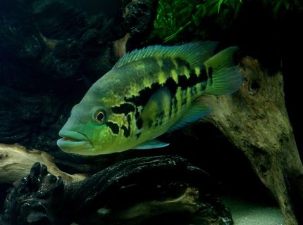 Rated #5: Freshwater Fish - Parachromis Dovii - Wolf Cichlid Stocking In 150 Gallons Tank - Wolf Cichlid - Parachromis dovii Rated #5: Freshwater Fish - Parachromis Dovii - Wolf Cichlid Stocking In 150 Gallons Tank - Wolf Cichlid - Parachromis dovii
