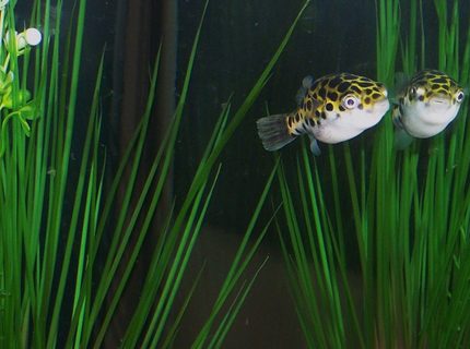 freshwater fish - tetraodon nigroviridis - green spotted puffer stocking in 55 gallons tank - Green Spotted Puffer..."Stay Puffed" For sure the smartest fish in the tank!!! Many people told me my puffer would be a major threat in my community tank but he is totally mellow and has not caused any trouble at all. This picture was taken as he descends back down to the bottom into his fav hide out to rest after playing in the bubble curtain for a good 30 minutes. I love my puff:) freshwater fish - tetraodon nigroviridis - green spotted puffer stocking in 55 gallons tank - Green Spotted Puffer..."Stay Puffed" For sure the smartest fish in the tank!!! Many people told me my puffer would be a major threat in my community tank but he is totally mellow and has not caused any trouble at all. This picture was taken as he descends back down to the bottom into his fav hide out to rest after playing in the bubble curtain for a good 30 minutes. I love my puff:)
