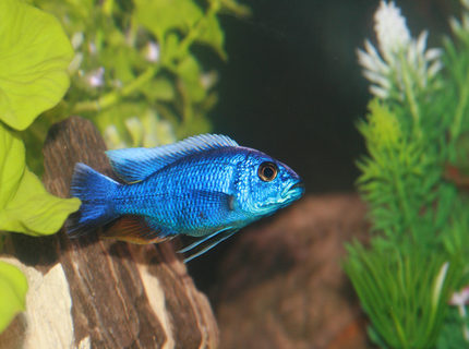freshwater fish - sciaenochromis fryeri - electric blue hap stocking in 55 gallons tank - Electric Blue freshwater fish - sciaenochromis fryeri - electric blue hap stocking in 55 gallons tank - Electric Blue